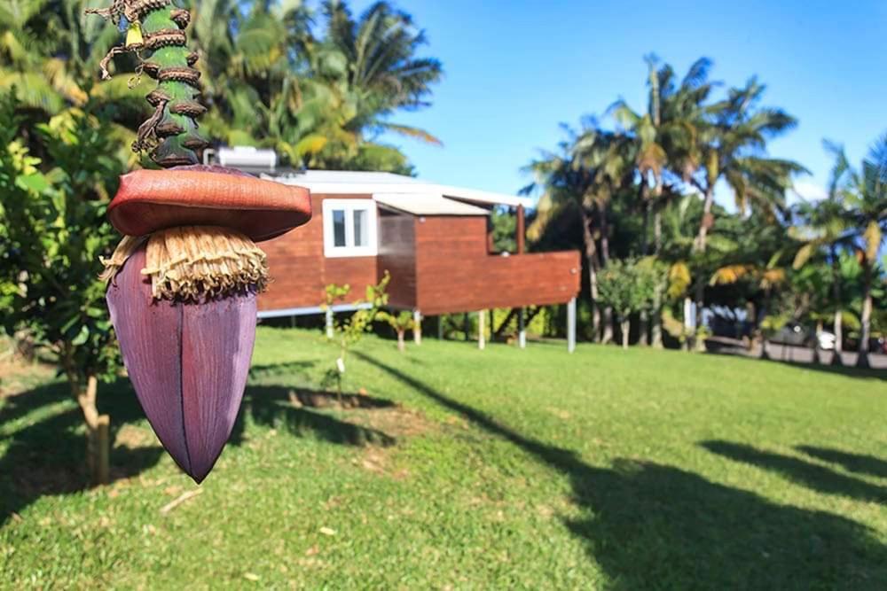 L'Escapade Creole Jacuzzi Privatif Bungalow Ananas Saint-Joseph Exteriér fotografie